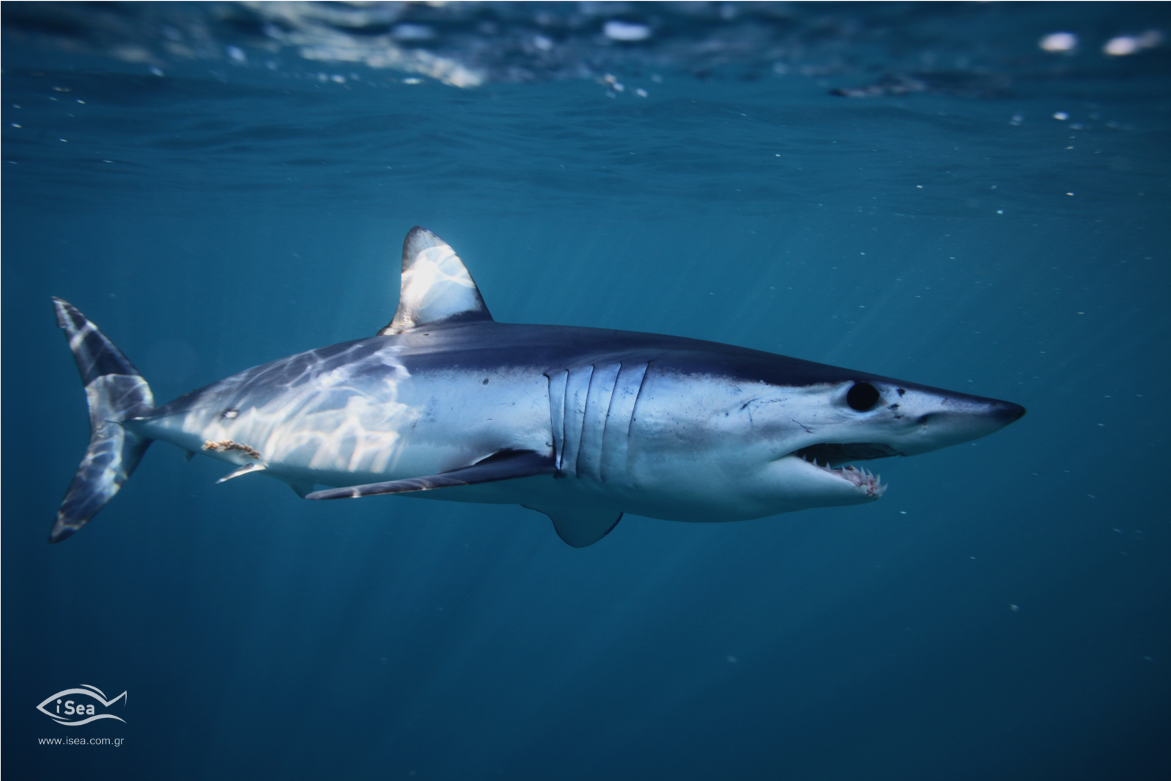 Välimeren hait ovat maailman hailajeista eniten vaarassa