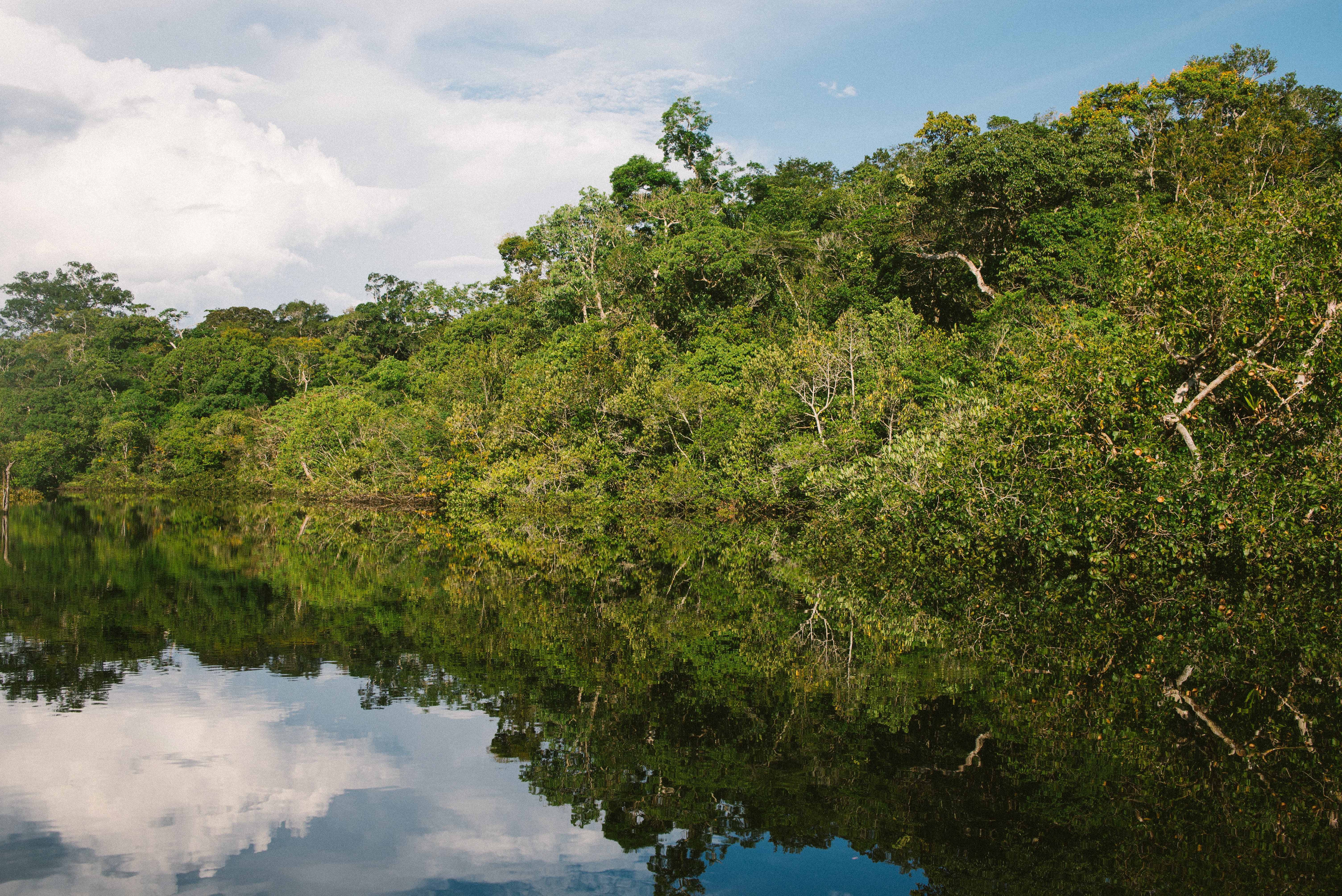 WWF Amazonin metsäpaloista: "Maailman keuhkot eivät saa tuhoutua"