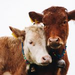 Ihmisten ja tuotantoeläinten ristiriitainen suhde – tunteet karjanhoitotyössä yhä läsnä