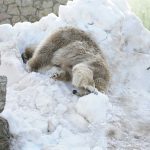 Tallinna-vinkki: Tallinnan eläintarhassa vietetään jääkarhupäivää