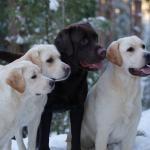 4 vinkkiä mukavaa ja turvallista koirapuistokäyntiä varten