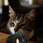 Kissat ja kynttilät – miten kissataloudessa voi polttaa kynttilöitä turvallisesti?