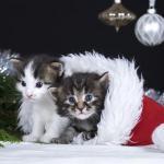 Joulun vaaroja kissoille