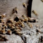 Propolis on mehiläisten ihmeaine, josta on lääkkeeksi moneen vaivaan