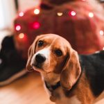 Suklaa, kinkku, glögilisukkeet ja taikinat – koiralle sopimattomat jouluruoat