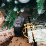 6 vaaranpaikkaa kissalle jouluna
