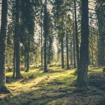 Tänään vietetään maailman metsäpäivää: Nordean mukaan metsä tarjoaa vakaata tuottoa myös tulevaisuudessa