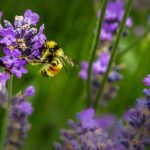 Testaa, mikä mehiläinen olet - maailman mehiläispäivää vietetään 20. toukokuuta