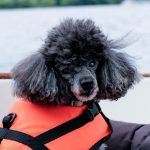 Veneilemään koiran kanssa - lue vinkit turvalliseen veneretkeen