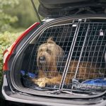Koiran kanssa matkustaminen - älä koskaan jätä koiraa helteellä yksin autoon