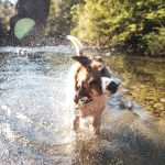 Uimaan koiran kanssa - varo muun muassa sinilevää