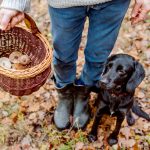Unrecognizable man with dog holding basket with mushooms, forest