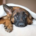 Cute German Shepherd in a blanket on bed.