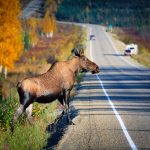Wildlife crossing the highway