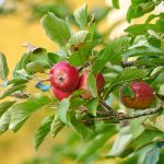 Fresh apple