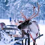 Suomalaiset jouluperinteet