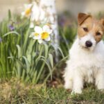 Pääsiäismunat voivat aiheuttaa koiralle myrkytyksen