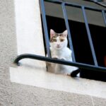 Avoimesta ikkunasta putoaminen voi aiheuttaa kissalle vakavia vammoja